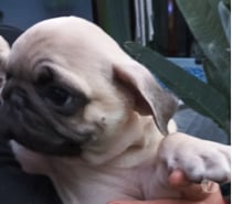 Cachorros pug 2 meses y medio