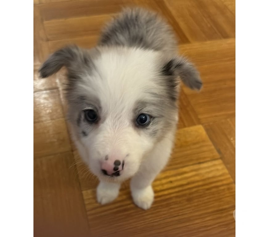 Gatos en Venta Santiago Providencia - Fotos de Border Collie Blue Merle - Hembras (250 mil)