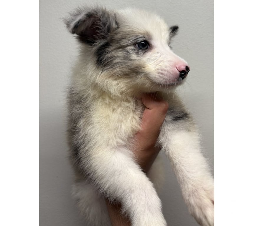 Gatos en Venta Santiago Providencia - Fotos de Border Collie Blue Merle - Hembras (250 mil)