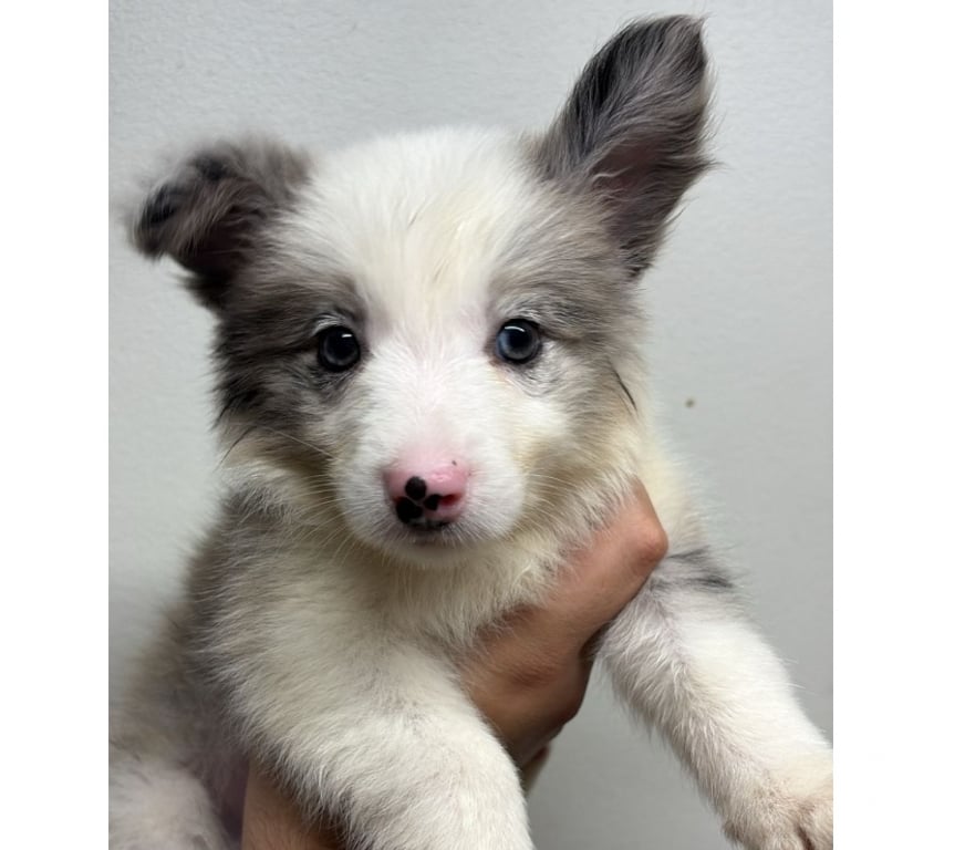 Gatos en Venta Santiago Providencia - Fotos de Border Collie Blue Merle - Hembras (250 mil)