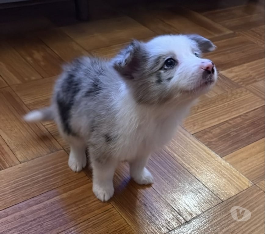 Gatos en Venta Santiago Providencia - Fotos de Border Collie Blue Merle - Hembras (250 mil)