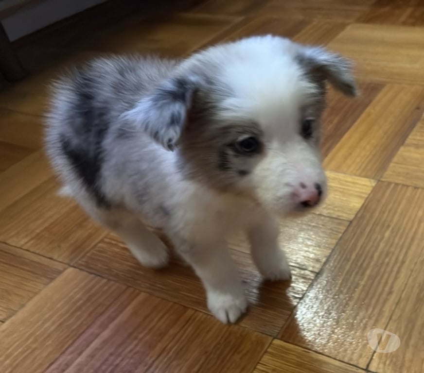 Gatos en Venta Santiago Providencia - Fotos de Border Collie Blue Merle - Hembras (250 mil)