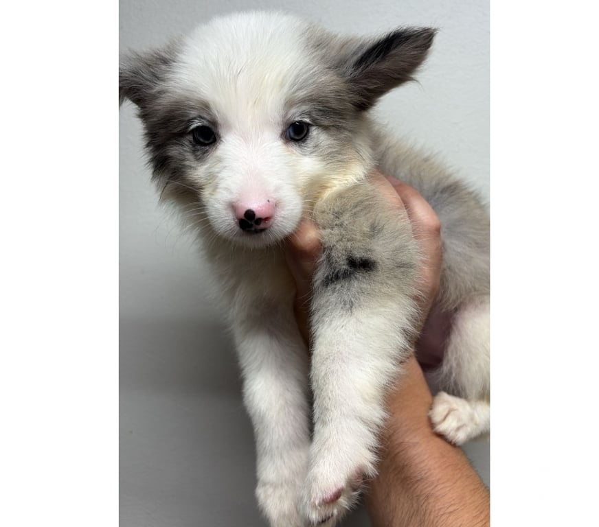 Gatos en Venta Santiago Providencia - Fotos de Border Collie Blue Merle - Hembras (250 mil)