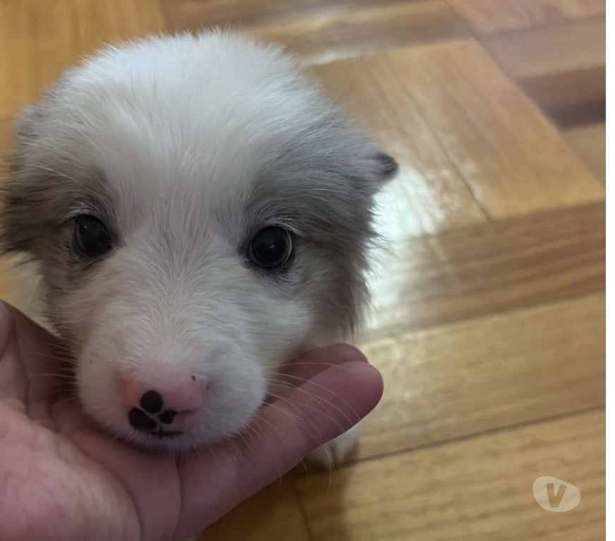 Gatos en Venta Santiago Providencia - Fotos de Border Collie Blue Merle - Hembras (250 mil)
