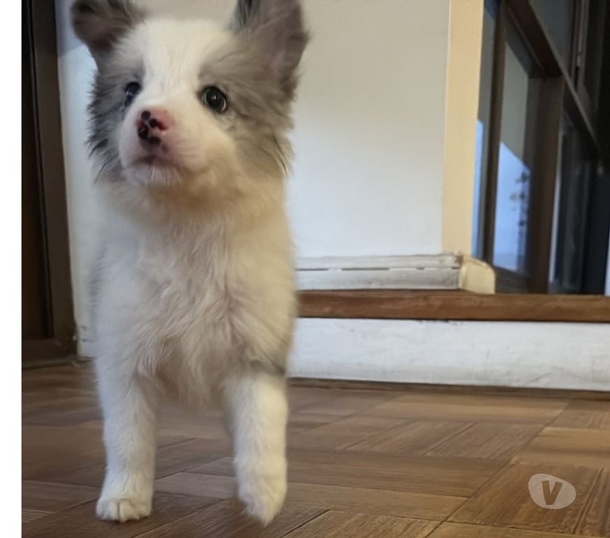 Gatos en Venta Santiago Providencia - Fotos de Border Collie Blue Merle - Hembras (250 mil)