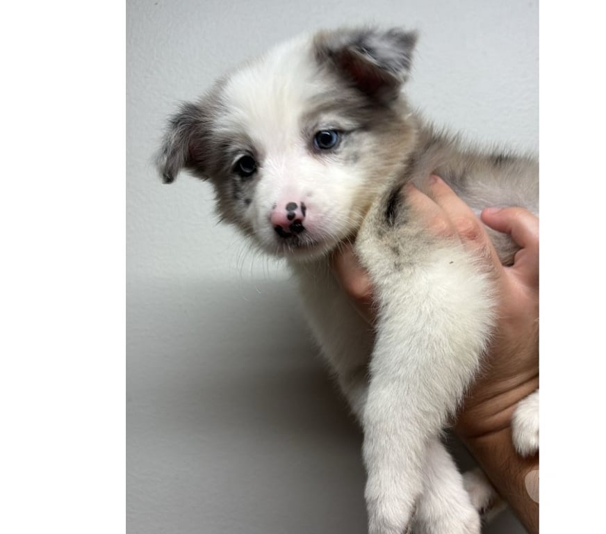 Gatos en Venta Santiago Providencia - Fotos de Border Collie Blue Merle - Hembras (250 mil)