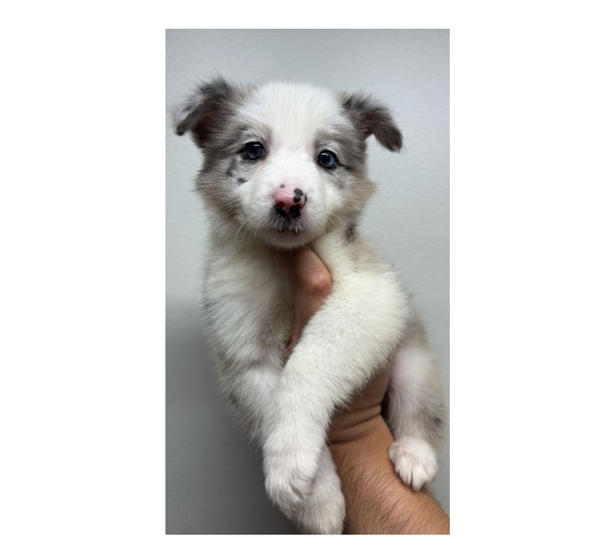 Gatos en Venta Santiago Providencia - Fotos de Border Collie Blue Merle - Hembras (250 mil)