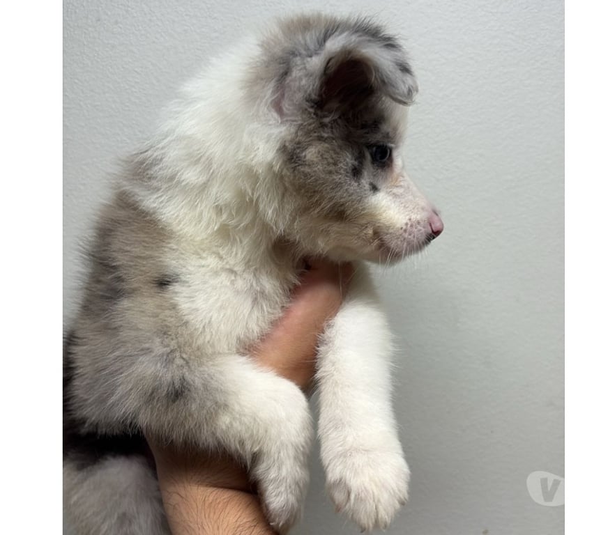 Gatos en Venta Santiago Providencia - Fotos de Border Collie Blue Merle - Hembras (250 mil)