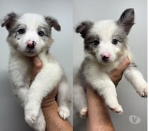 Border Collie Blue Merle - Hembras (250 mil)