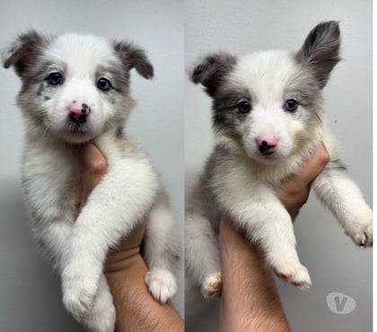 Mascotas en Venta Providencia Santiago - Fotos de Border Collie Blue Merle - Hembras (250 mil)