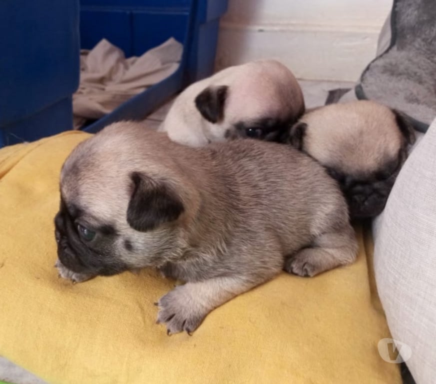 Gatos en Venta Santiago Ñuñoa - Fotos de Vendo Pug con un mes de vida, machos y hembras