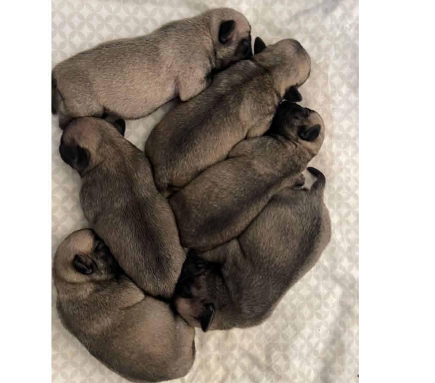 Gatos en Venta Santiago Ñuñoa - Fotos de Vendo Pug con un mes de vida, machos y hembras