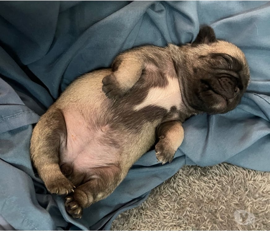 Gatos en Venta Santiago Ñuñoa - Fotos de Vendo Pug con un mes de vida, machos y hembras