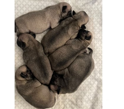 Venta de Mascotas Ñuñoa Santiago - Fotos de Vendo Pug con un mes de vida, machos y hembras