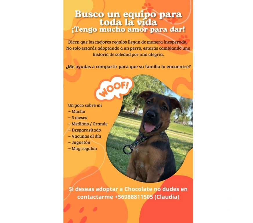 Adopción ed Animales Santiago La Florida - Fotos de MASCOTA EN ADOPCION