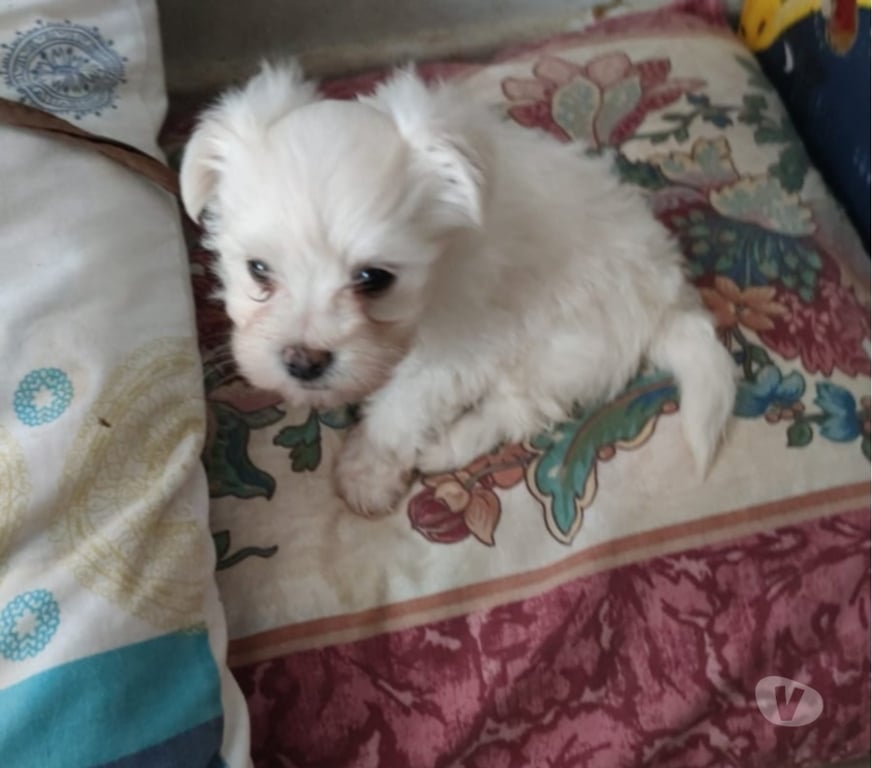 Gatos en Venta Melipilla Melipilla - Fotos de Hermoso Bichón Maltés