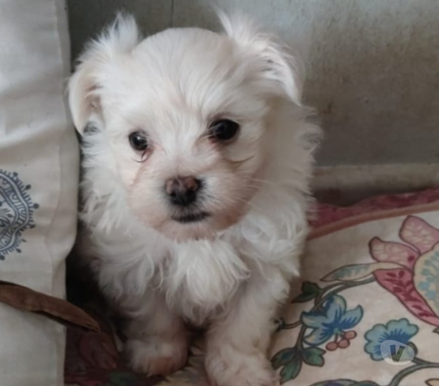 Gatos en Venta Melipilla Melipilla - Fotos de Hermoso Bichón Maltés