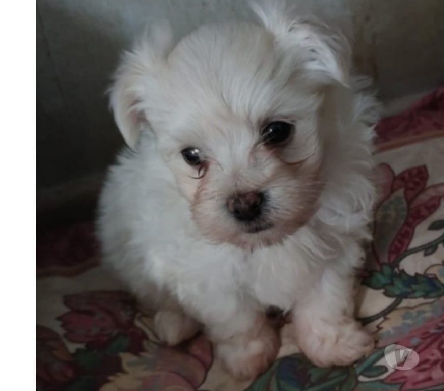 Gatos en Venta Melipilla Melipilla - Fotos de Hermoso Bichón Maltés