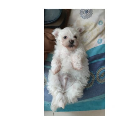 Gatos en Venta Melipilla Melipilla - Fotos de Hermoso Bichón Maltés