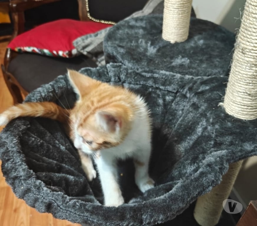 Adopción ed Animales Cordillera Puente Alto - Fotos de Se regala gatito Puente alto