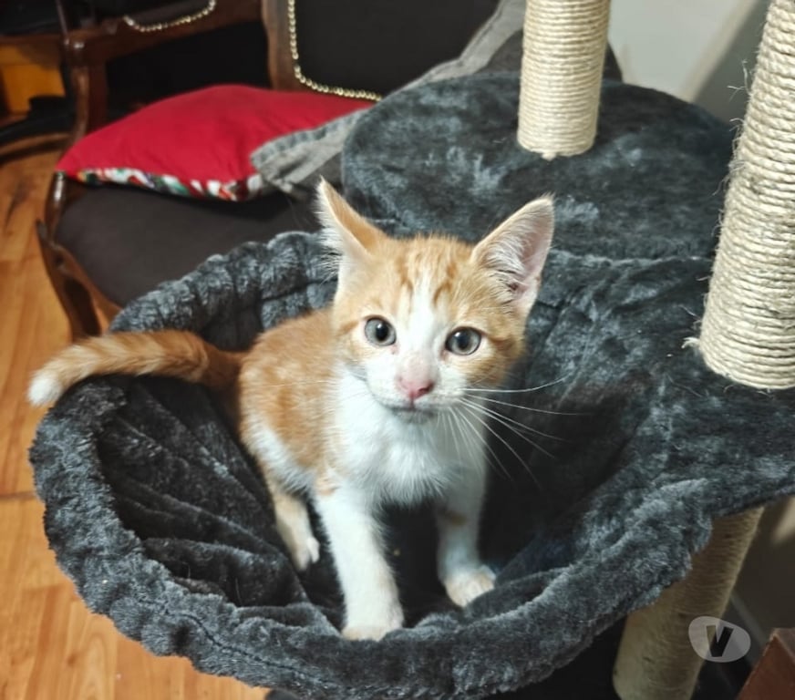 Adopción ed Animales Cordillera Puente Alto - Fotos de Se regala gatito Puente alto