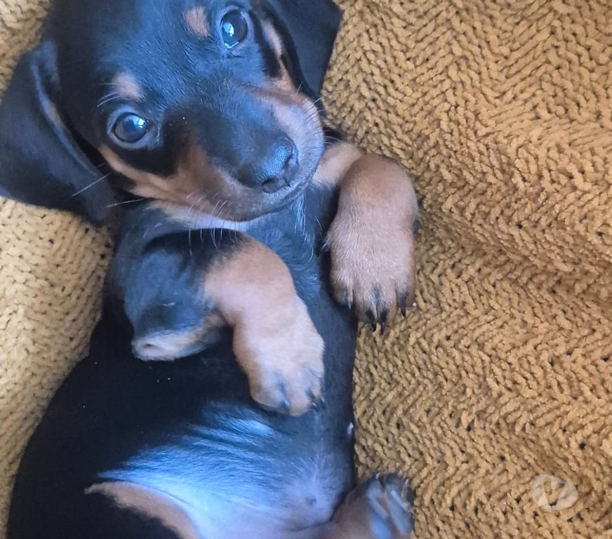 Gatos en Venta Valparaíso Viña del Mar - Fotos de Cachorrito Dachshund