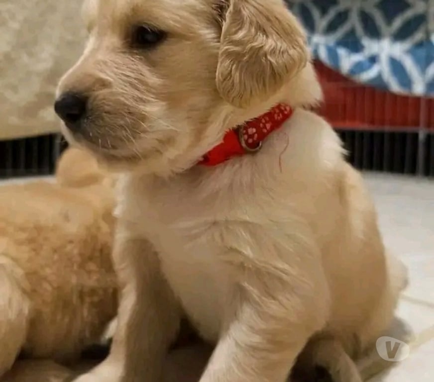 Gatos en Venta Santiago Macul - Fotos de Golden retriever maravillosos