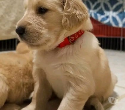 Venta de Mascotas Macul Santiago - Fotos de Golden retriever maravillosos