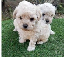 Poodle micro toy $150.000