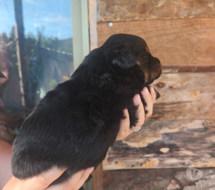 Gatos en Venta Concepción Tomé - Fotos de Rottweiler linea Serbia