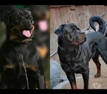Rottweiler linea Serbia