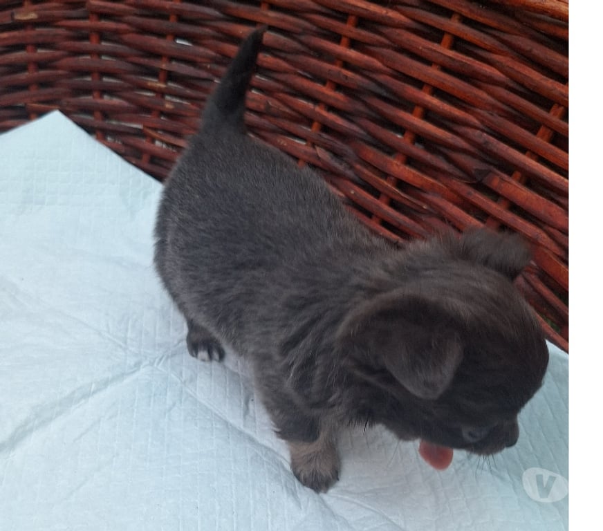 Gatos en Venta Santiago Santiago - Fotos de Hermoso chihuahua mini color bluee