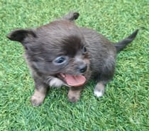 Hermoso chihuahua mini color bluee