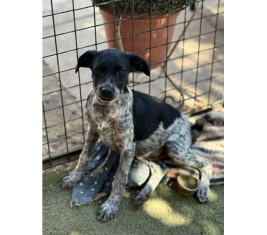 Adopción ed Animales Santiago Santiago - Fotos de DRAKO, PUNTO y CHISPA 3 meses