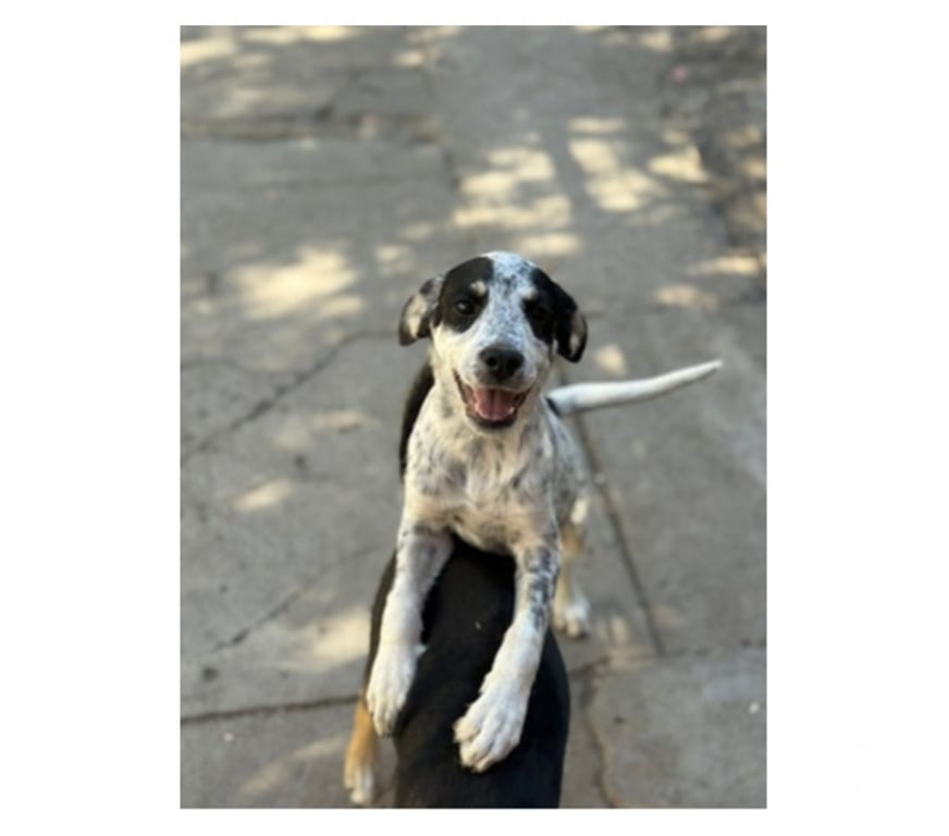 Adopción ed Animales Santiago Santiago - Fotos de DRAKO, PUNTO y CHISPA 3 meses