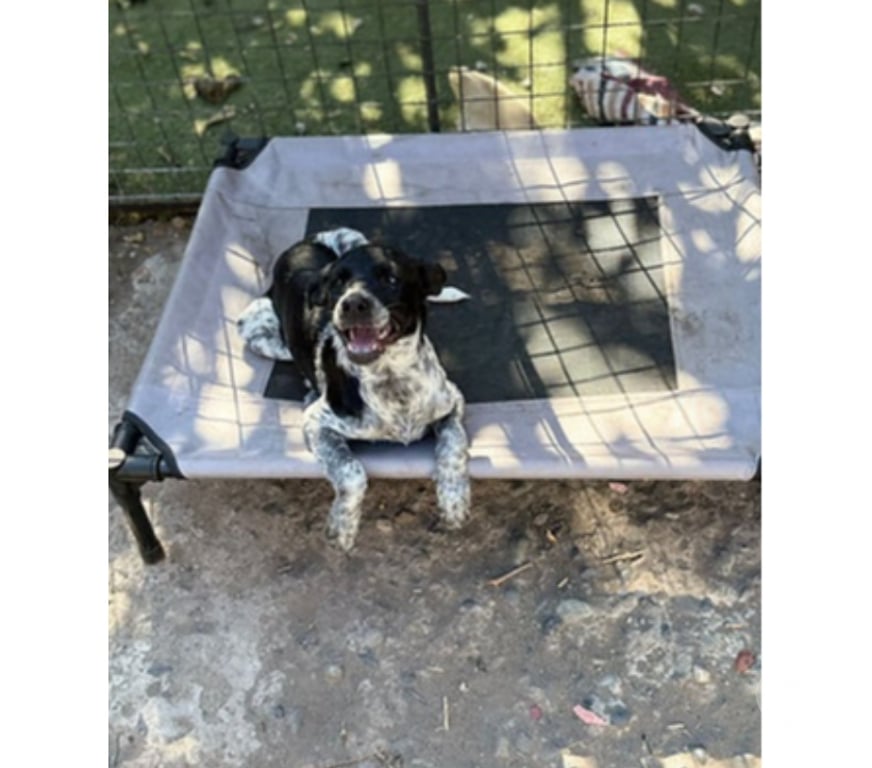 Adopción ed Animales Santiago Santiago - Fotos de DRAKO, PUNTO y CHISPA 3 meses