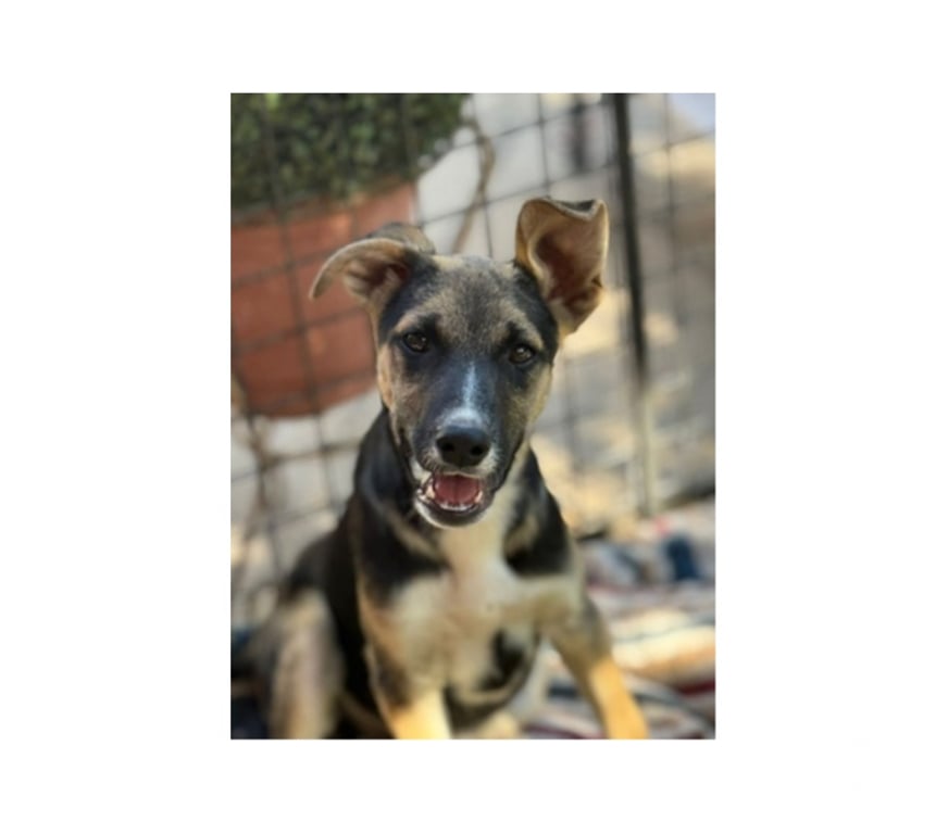 Adopción ed Animales Santiago Santiago - Fotos de DRAKO, PUNTO y CHISPA 3 meses