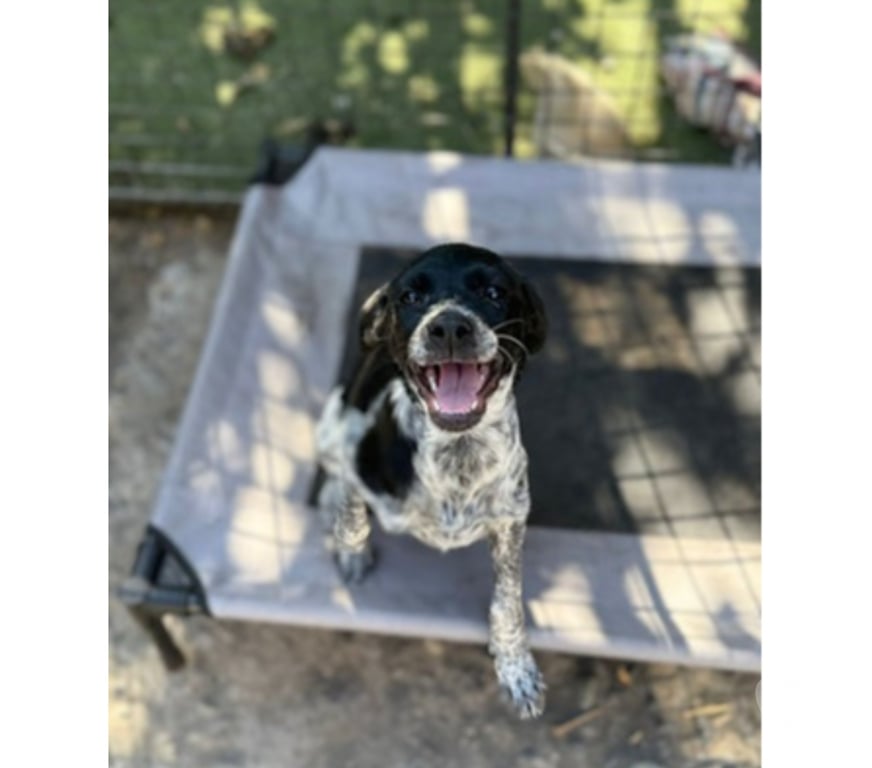 Adopción ed Animales Santiago Santiago - Fotos de DRAKO, PUNTO y CHISPA 3 meses