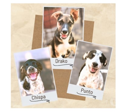 Adopción de Perros Santiago Santiago - Fotos de DRAKO, PUNTO y CHISPA 3 meses