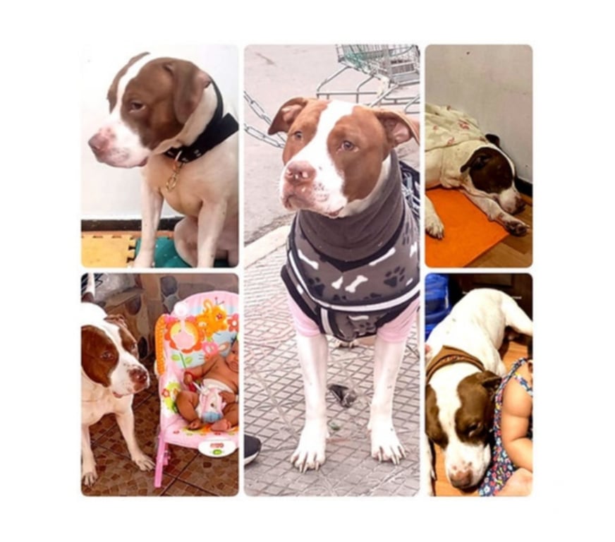 Adopción ed Animales Santiago Santiago - Fotos de CHOKKY, mezcla American Staffordshire