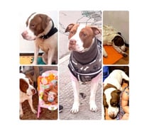 CHOKKY, mezcla American Staffordshire