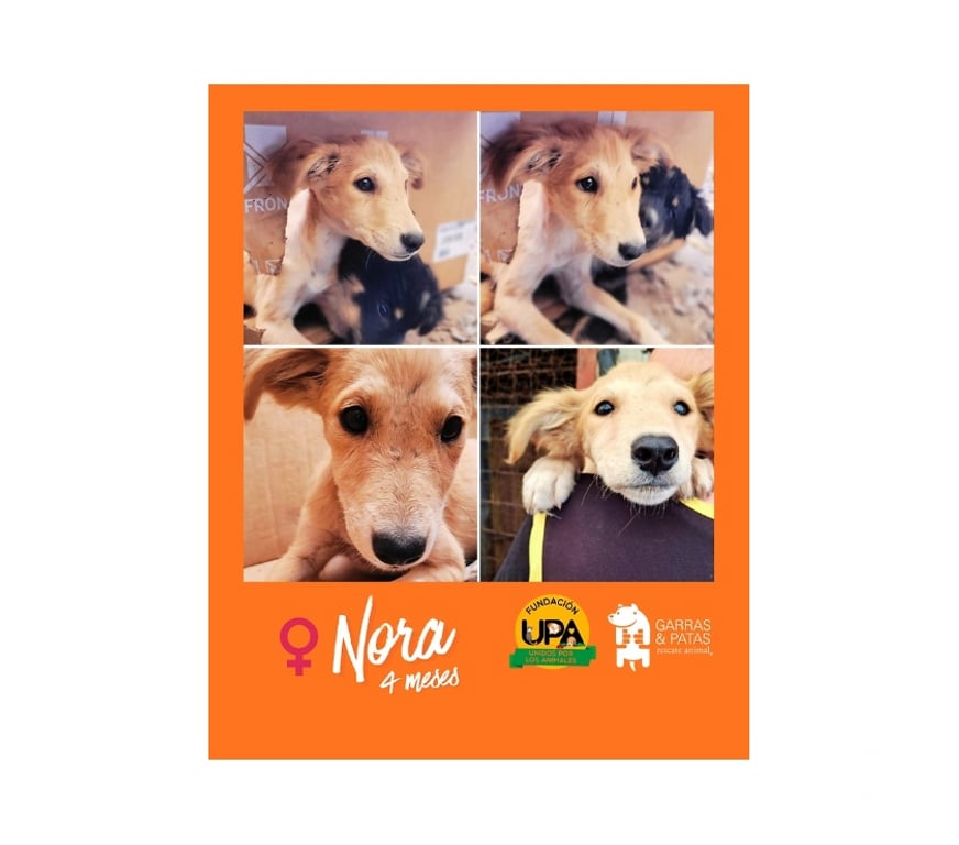 Adopción ed Animales Santiago Santiago - Fotos de NORA, mezcla Borsoi 4 meses