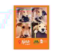 NORA, mezcla Borsoi 4 meses