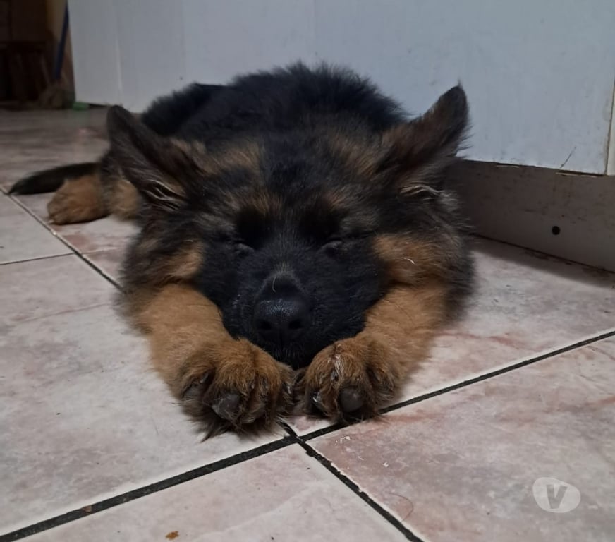 Gatos en Venta Cordillera Puente Alto - Fotos de Se vende Hermosa Cachorra Pastor Aleman de 4 meses.