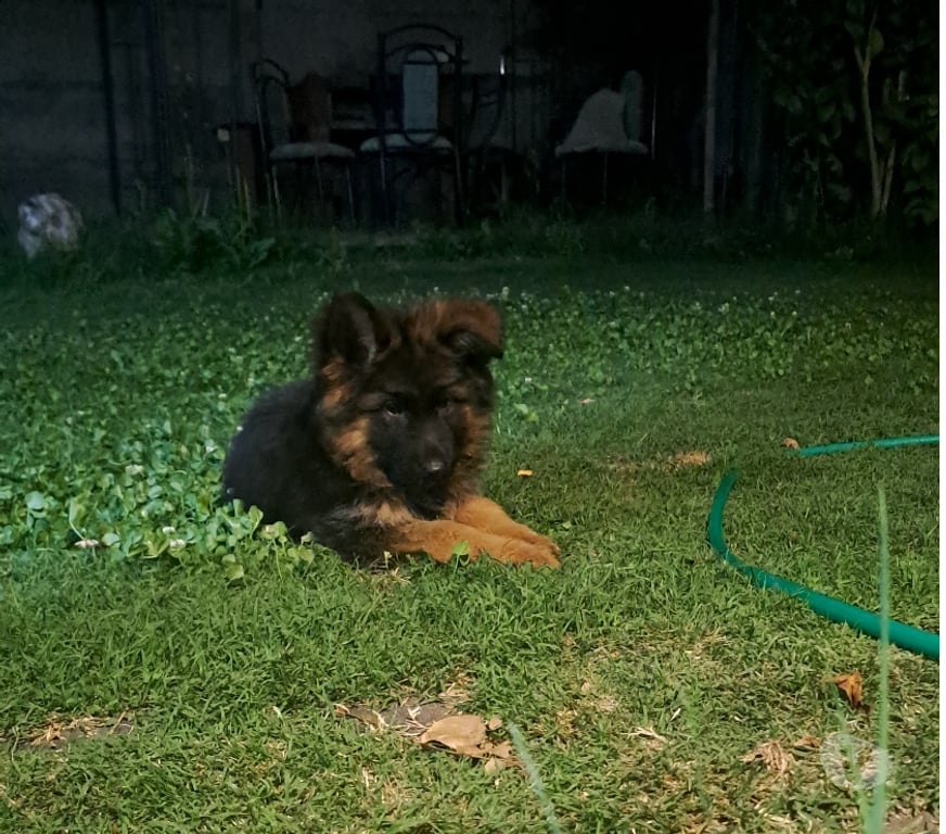 Gatos en Venta Cordillera Puente Alto - Fotos de Se vende Hermosa Cachorra Pastor Aleman de 4 meses.