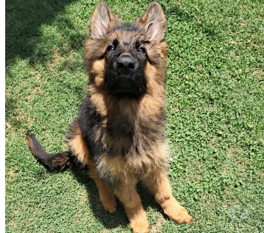 Gatos en Venta Cordillera Puente Alto - Fotos de Se vende Hermosa Cachorra Pastor Aleman de 4 meses.