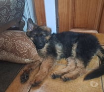 Se vende Hermosa Cachorra Pastor Aleman de 4 meses.