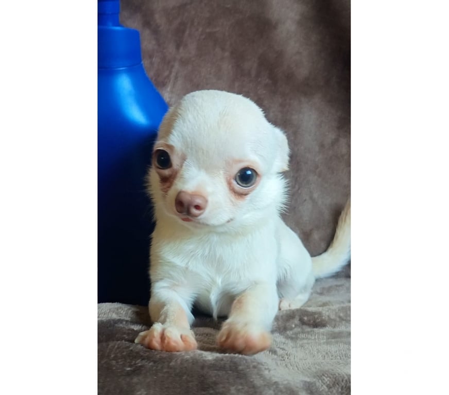 Gatos en Venta Santiago Maipú - Fotos de Chihuahua miniatura macho blanco
