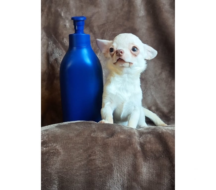 Gatos en Venta Santiago Maipú - Fotos de Chihuahua miniatura macho blanco