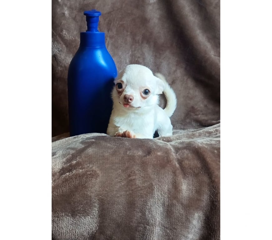 Gatos en Venta Santiago Maipú - Fotos de Chihuahua miniatura macho blanco